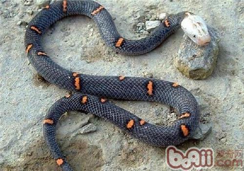 喜玛拉雅白头蛇的形态特征有哪些？